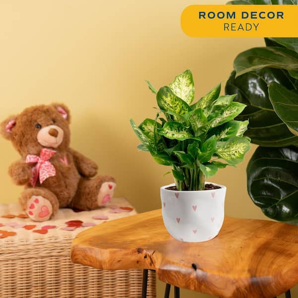 Dieffenbachia Indoor Plant in 6 in. White and Pink Hearts Ceramic Planter, Avg. Shipping Height 1-2 ft. Tall