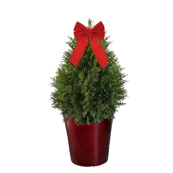 Unbranded 3 Gal. Green Giant Arborvitae Shrub with Green Foliage in a Decorative Pot with Bow