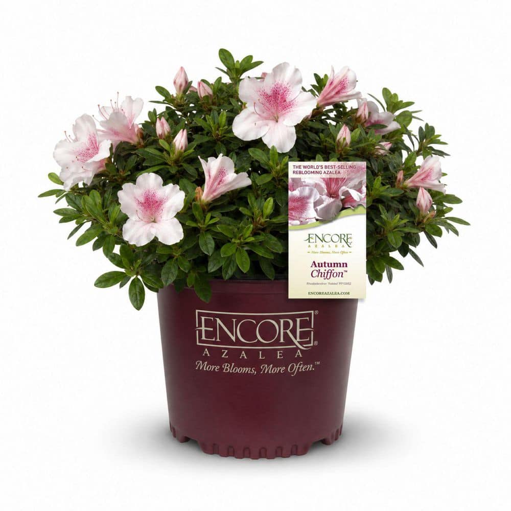 ENCORE AZALEA 3 Gal. Autumn Chiffon Azalea Shrub with Bicolor