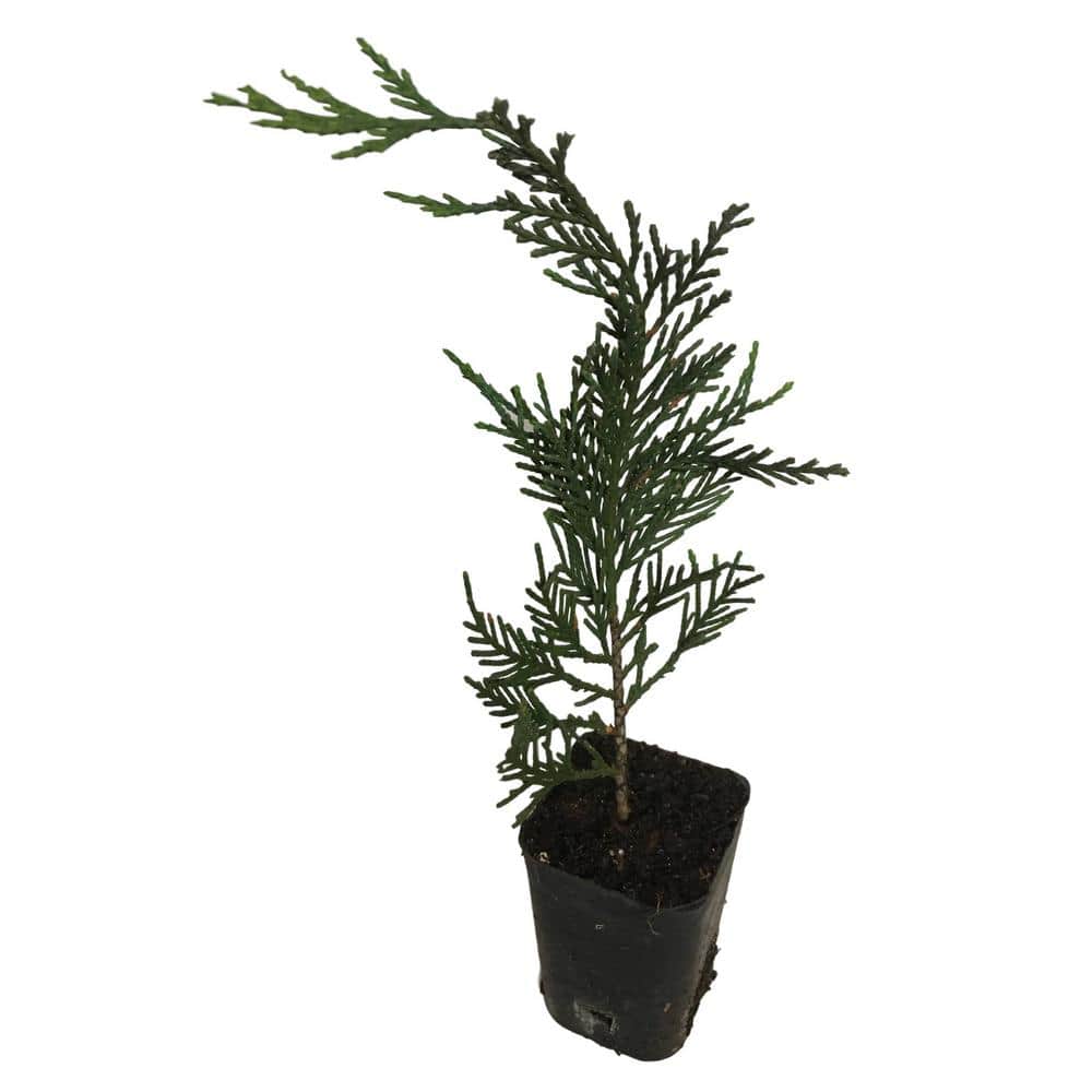 6 in. to 14 in. Tall Leyland Cypress 4 Separate Plants in 4 Separate 2.5 in