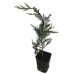 6 in. to 14 in. Tall Leyland Cypress 4 Separate Plants in 4 Separate 2.5 in. Containers