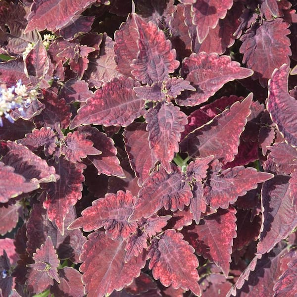 Costa Farms 1.25-Pint Red Velvet Coleus