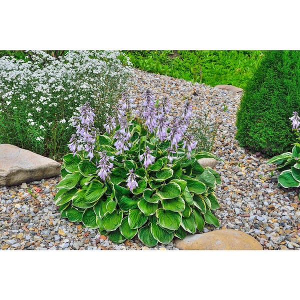 1 Gal. Patriot Hosta Live Flowering Shade Perennial Plant