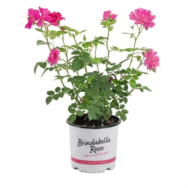 ꕤRose rose様ꕤおまとめ専用ページ Roses for Bees and Other Pollinators - Proven Winners ColorChoice