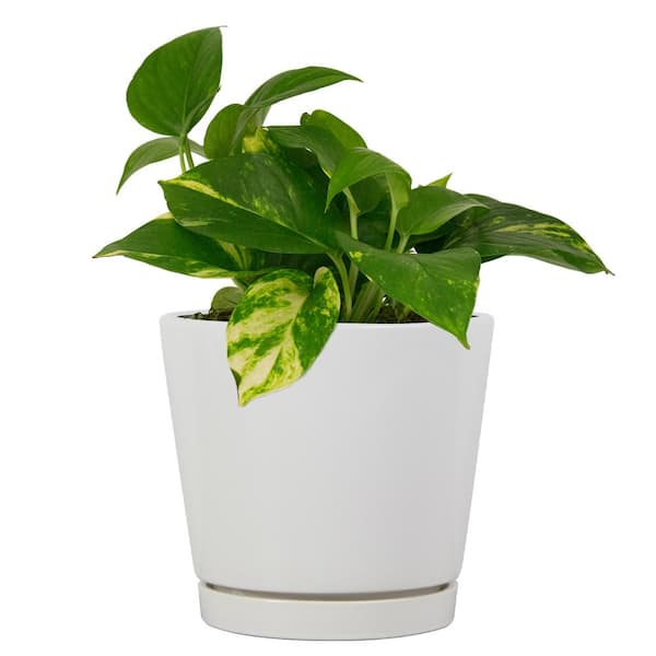 https://images.thdstatic.com/productImages/ca41aa2c-d75b-4357-aa78-160b15f65e52/svn/white-vigoro-plant-pots-cr01721s-08w-c3_600.jpg