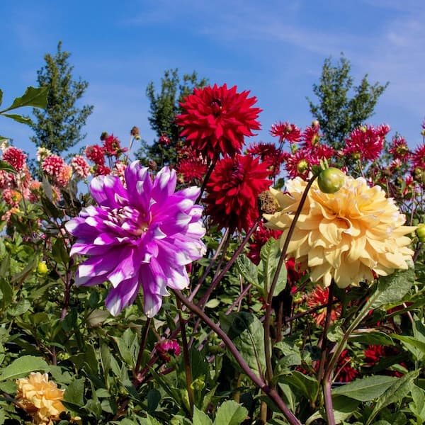 national PLANT NETWORK Dahlia Dinner Plate Mixed Bulbs (5-Pack