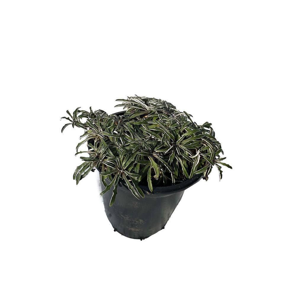 Silver Carpet Plants Xeriscape Pet-Safe Spreading in Pots (3-Pack) price history on PriceWatchPro