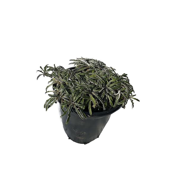 Zeus & Ruta Silver Carpet Plants Xeriscape Pet-Safe Spreading in Pots (3-Pack)