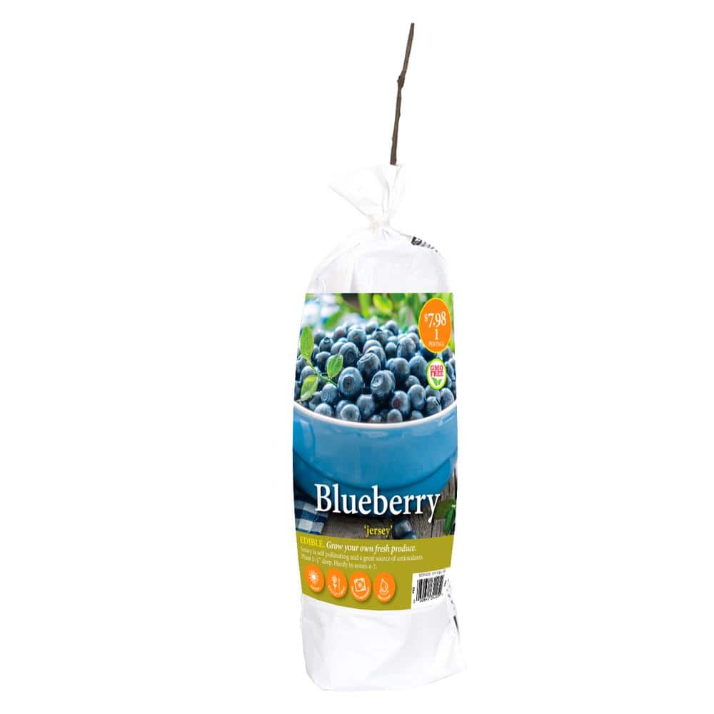 VAN ZYVERDEN INC Blueberry Jersey Plant (1-Pack) 34205 - The