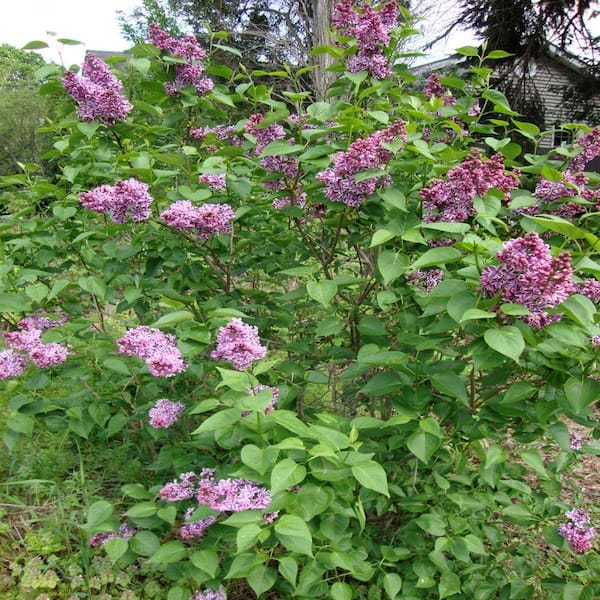 OnlinePlantCenter 1 gal. James Macfarlane Lilac Shrub