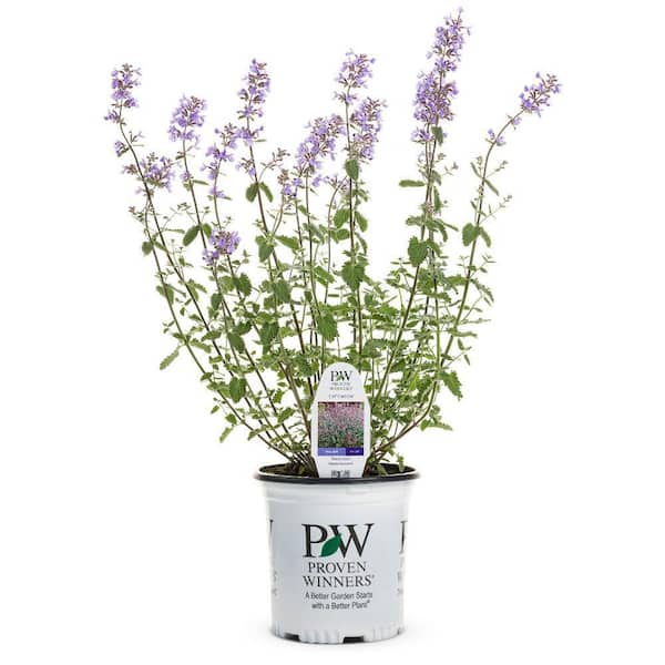 0.65 Gal. Cats Meow Catmint (Nepeta Fassenii) Live Perennial Plant with Blue Flowers