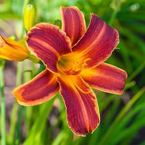 EveryDaylily Red Ribs Daylily (Hemerocallis), Live Bareroot Plant, Red-Yellow Flowering Perennial (1-Pack)