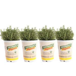 1 qt. Organic French Thyme Plant (4-Pack)
