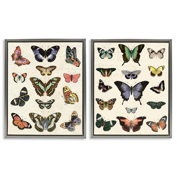 Antique Butterfly Collection by Susan Arnot 2-Pieces Gray Floater Frame Animal Graphic Art Print 21 in. x 17 in.