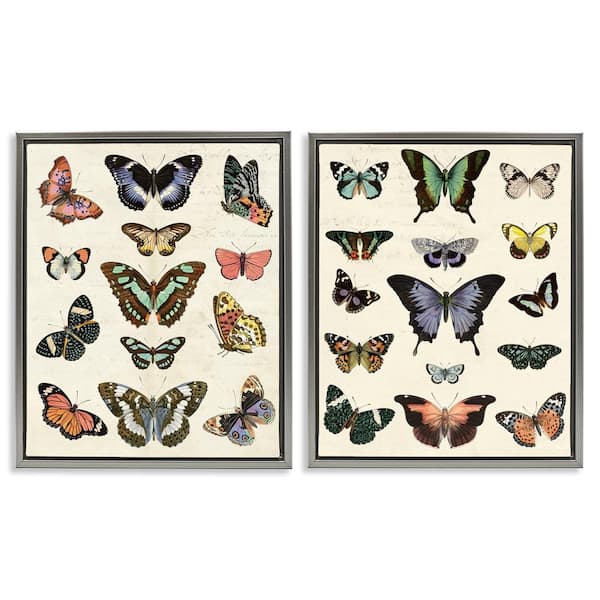 Antique Butterfly Collection by Susan Arnot 2-Pieces Gray Floater Frame Animal Graphic Art Print 31 in. x 25 in.