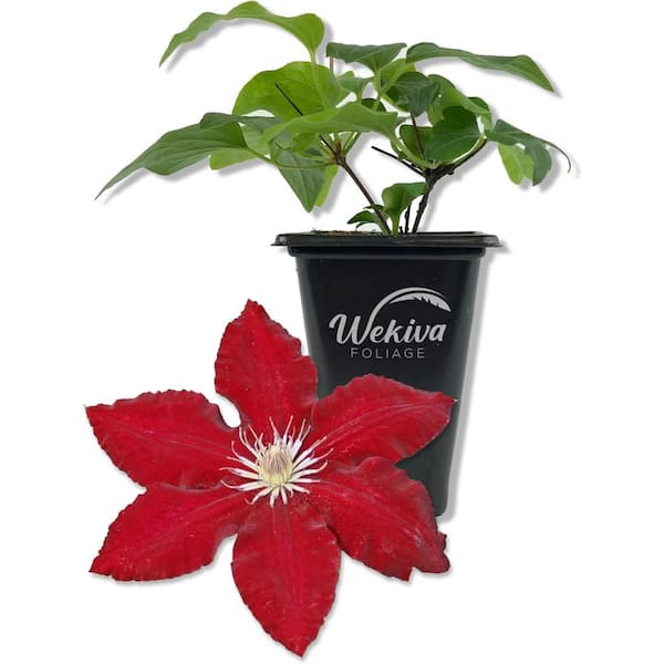 Clematis Rebecca-Live Starter Plant in a 2 Inch Growers Pot-Starter Plants Ready for The Garden