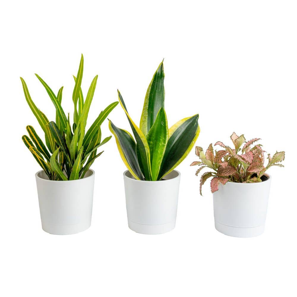 Exotic Angel Plants Exotic Angel Clean Air Indoor Houseplant Collection in 4 in. White Decor Pot, Avg. Shipping Height 10 in. Tall (3-Pack) CO.O2FUBAM