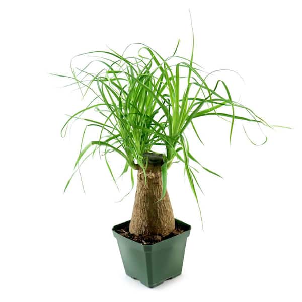 national PLANT NETWORK 4 in. Ponytail Palm Stump Plant in Grower Container  HD2569