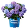 Endless Summer 2 Gal. BloomStruck Reblooming Hydrangea Flowering Shrub, Blue or Purple Flowers 14748