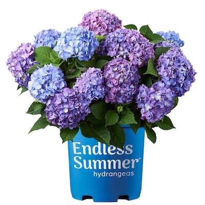2 Gal. BloomStruck Reblooming Hydrangea Flowering Shrub, Blue or Purple Flowers
