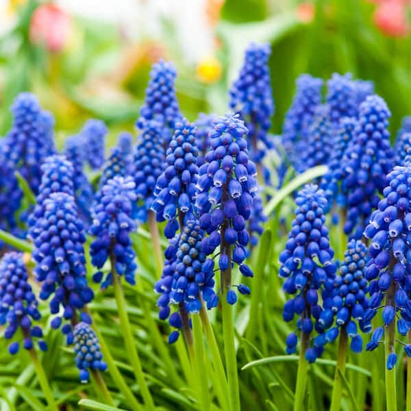 Van Bourgondien Blue Grape Hyacinth Super Sak, Dormant Spring Flowering Bulbs (Set of 50 Bulbs)