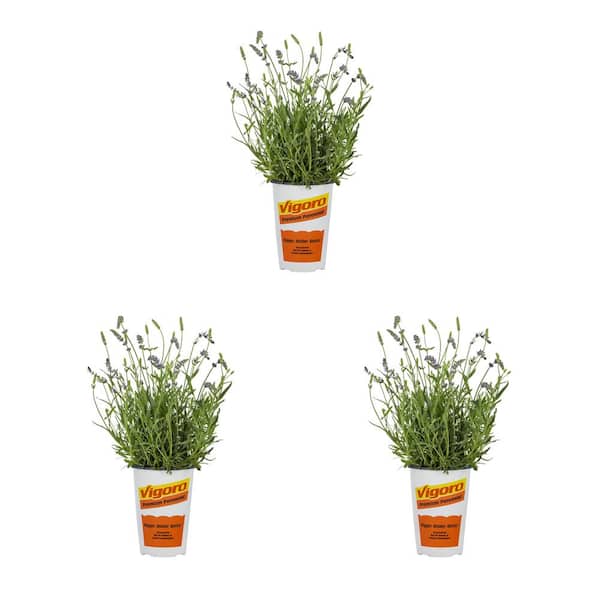 2 qt. Lavender Layla Blue Perennial Plant (3-Pack)
