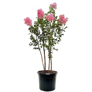 7 Gal. Miami Crape Myrtle Flowering Deciduous Tree with Pink Flowers