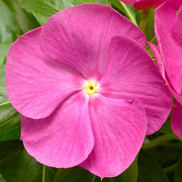 Pure Beauty Farms 1.38 Pt. Vinca Cora Periwinkle Plant Orchid