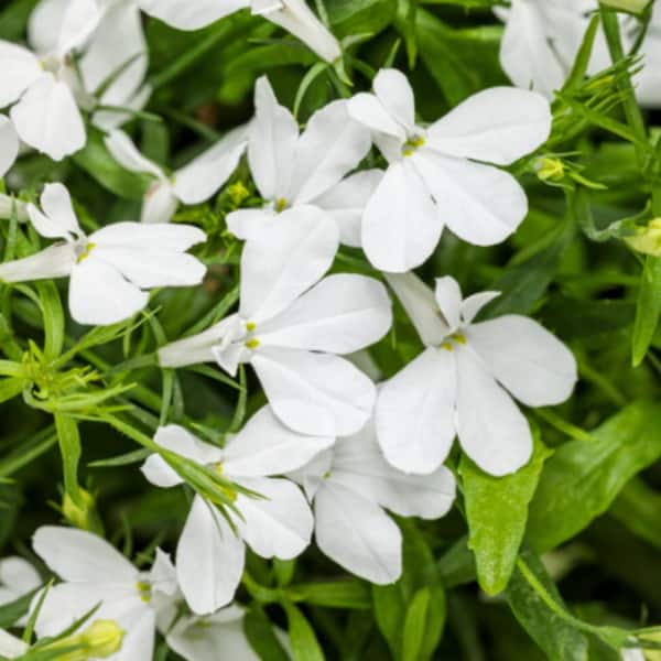 4.25 in. Eco+ Grande Laguna Cloud White Lobelia (Lobelia Erinus) Live Annual Plant with White Flowers 4-Pack