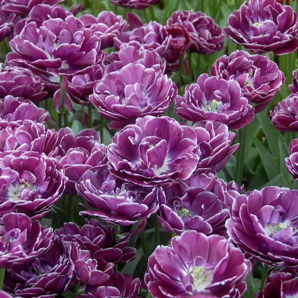 VAN ZYVERDEN Tulips Bulbs Dream Touch (Set of 12)