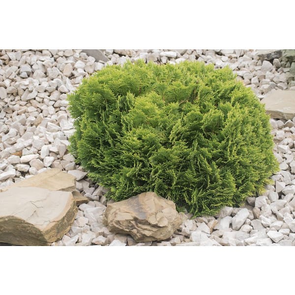 topfpflanze eukalyptus Balkon-Eukalyptus 