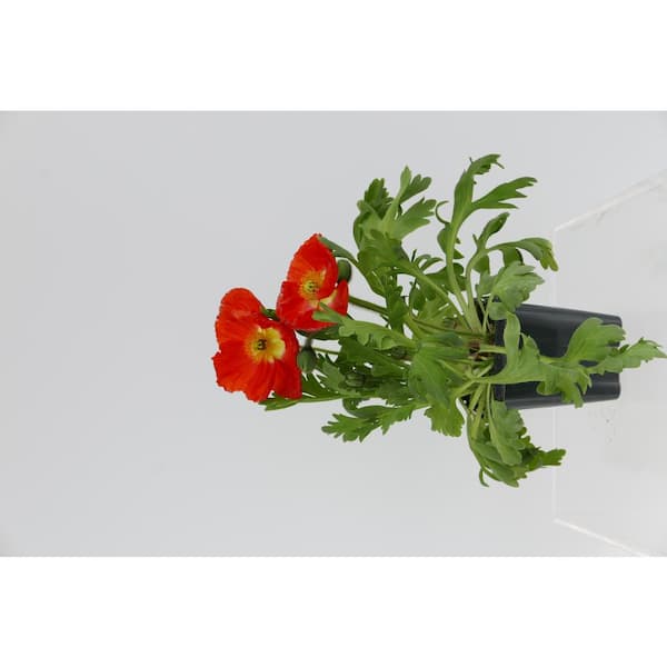 Unbranded Perennial Papaver nudicaule Spring Fever 1.0 qt. (4-Pack)