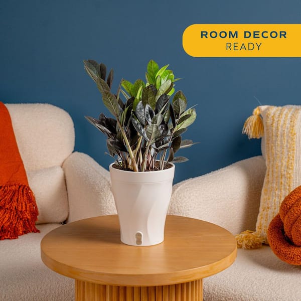 Trending Tropical Raven ZZ Indoor Plant in 6 in. Self-Watering Planter, Avg. Shipping Height 1-2 ft. Tall
