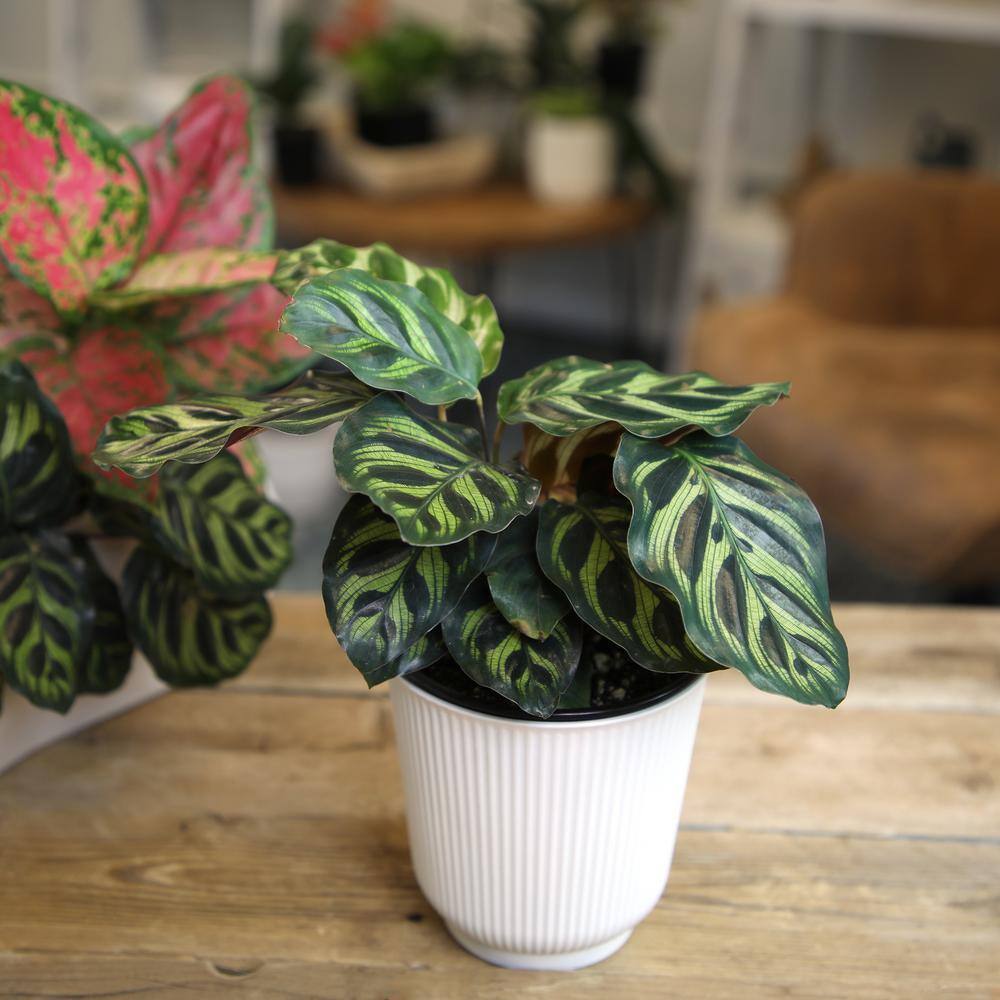 Calathea Makoyana in White Planter, Large Indoor Houseplant