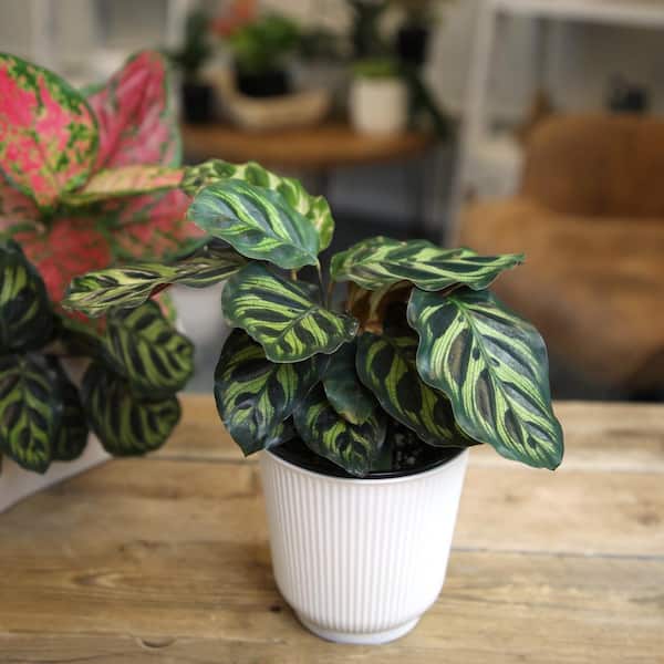 ALTMAN PLANTS Decorative Peacock Prayer Plant (Calathea Makoyana