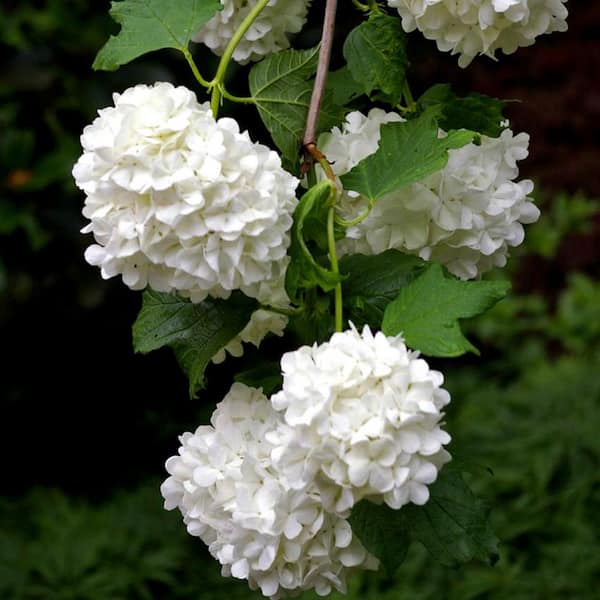 VAN ZYVERDEN Viburnum Sterile 4 in. Potted Rocketliners (Set of 3 Plants)