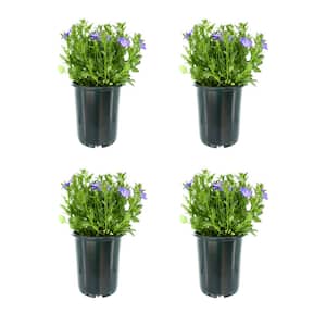 2.5 qt. Campanula Cariboo Forte Blue Perennial Plant with Blue flowers (4-Pack)