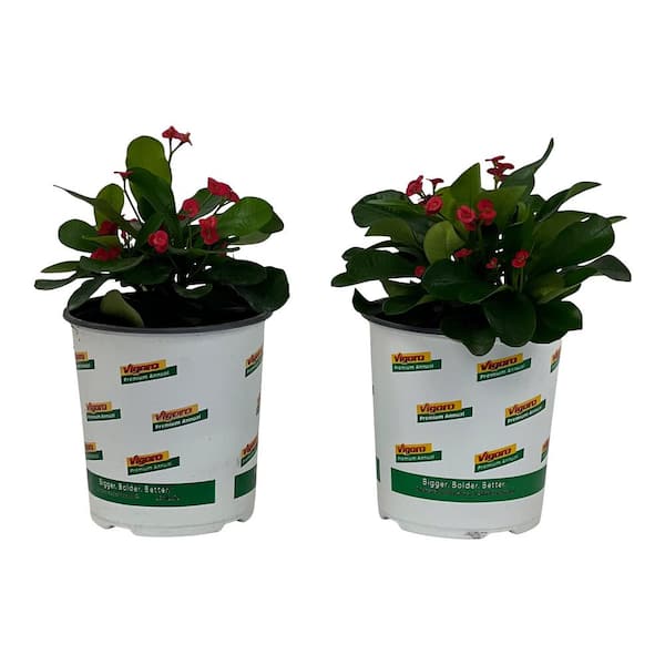 2.5 Qt. Crown of Thorns Plant Red Flowers in 6.33 In. Grower's Pot (2-Plants)