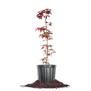 Bloodgood Japanese Maple Tree in 1 Gal. Grower's Pot, Vibrant Red Foliage