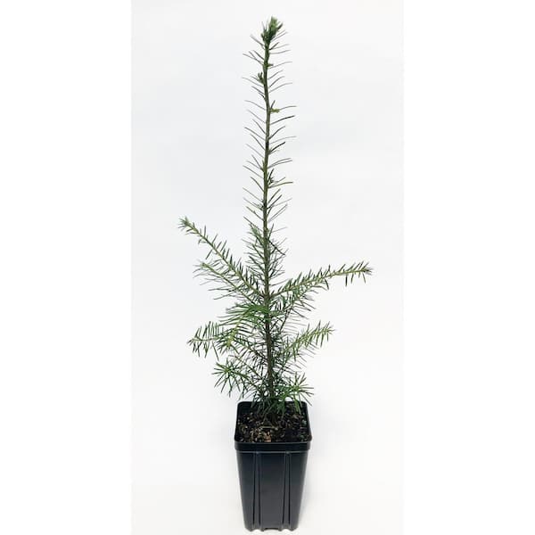 Unbranded Canaan Fir Potted Evergreen Tree