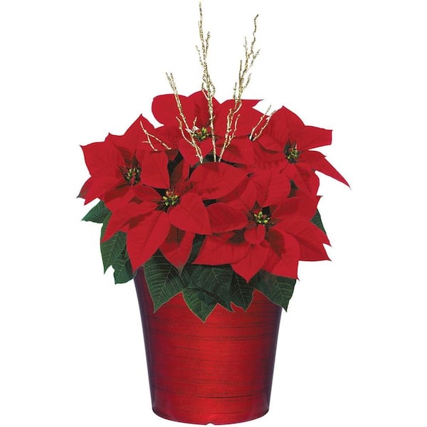 Unbranded 8 in. Bella Upgraded Poinsettia (In-Store Only)