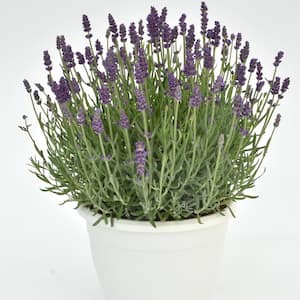 3.25 in. Lavandula Annet Perennial Plant with Purple Flowers (3-Pack)