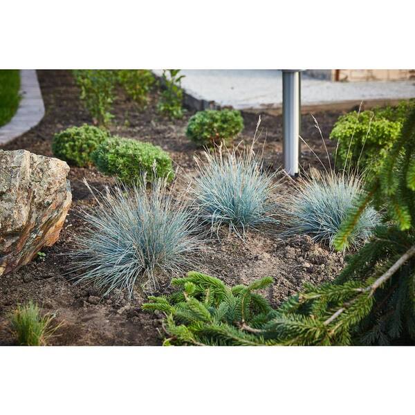 Blue Fescue Ornamental Grass