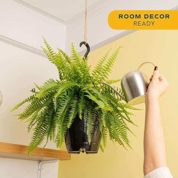 Boston Fern Indoor/Outdoor Plant in 10 in. Hanging Grower's Pot, Avg. Shipping Height 1-2 ft. Tall