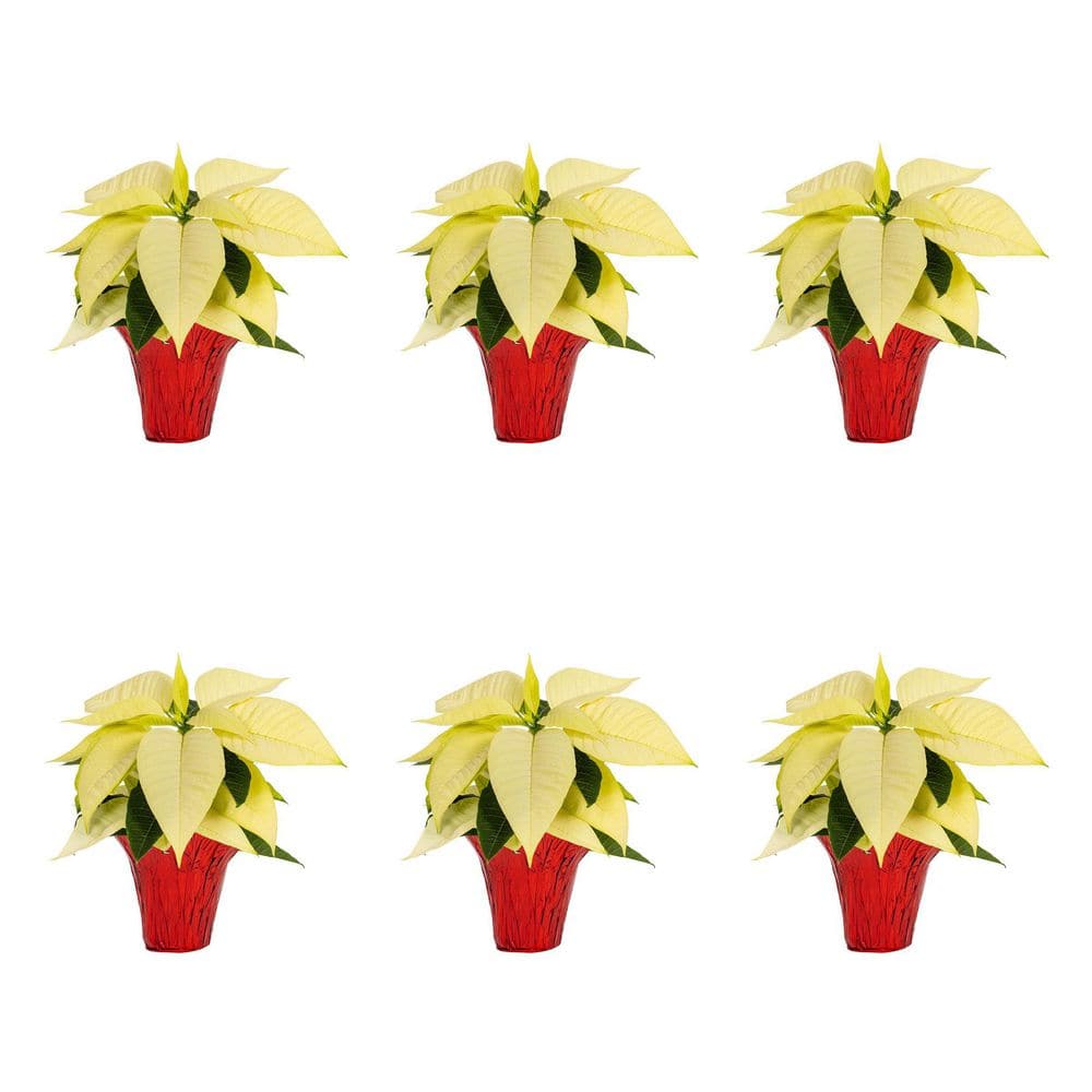 METROLINA GREENHOUSES 4 in. Live White Christmas Poinsettia with Red