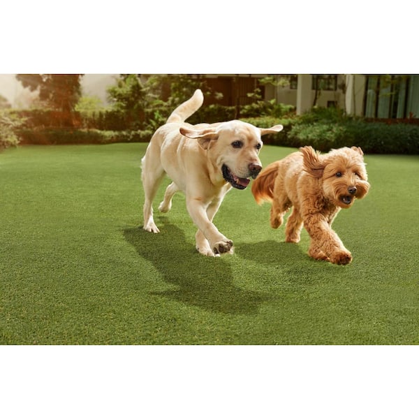 Lifeproof with Petproof Technology Premium Pet Turf 7.5 ft. x 13