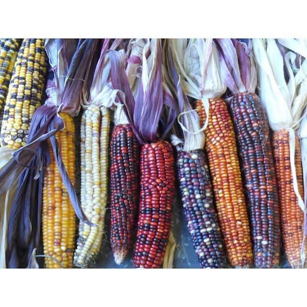 Indian Corn Bunch