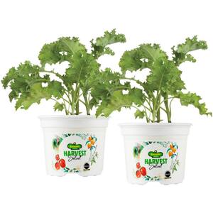 25 oz. Prizm Kale Plant (2-Pack)