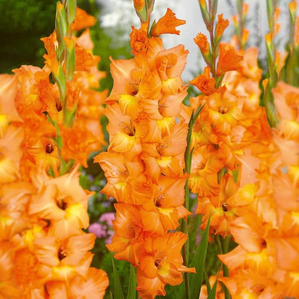 Garden State Bulb 12 cm/14 cm, Olympic Flame Gladiolus Flower Bulbs (Bag of 90)