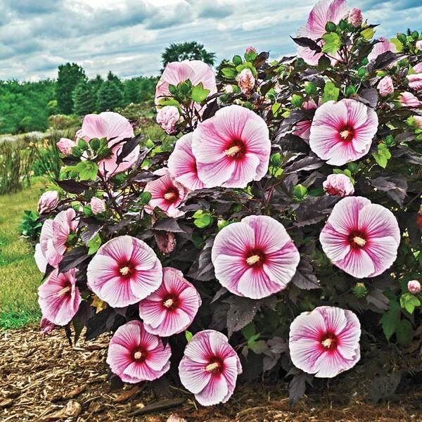 Spring Hill Nurseries Pink Flowers Starry Night Hibiscus Live
